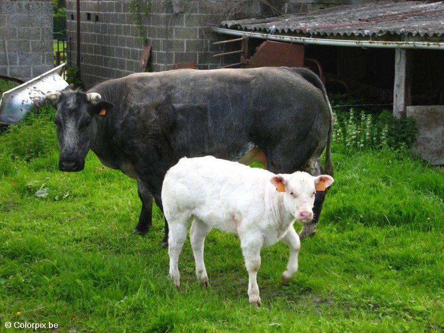vache Photo vache
