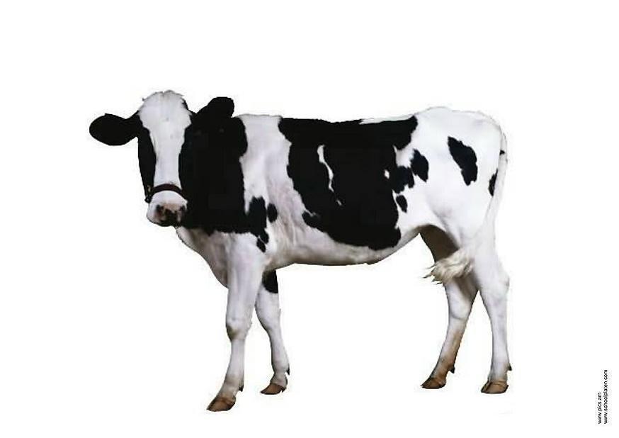 vache Photo vache