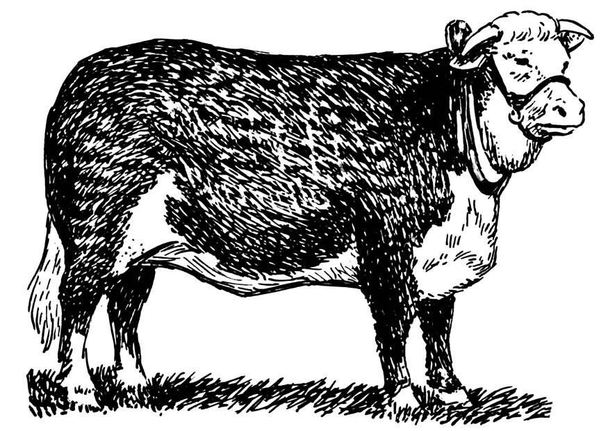 vache - hereford Coloriage vache - hereford