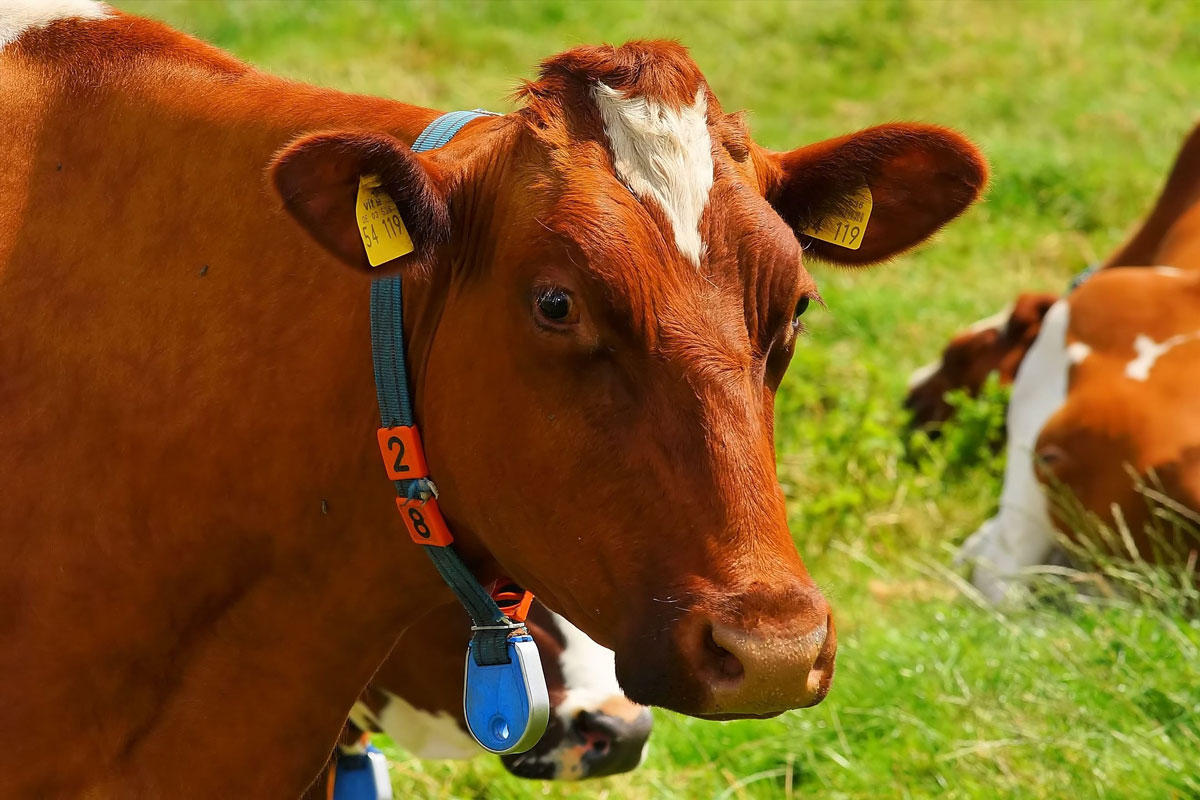 vaches Photo vaches