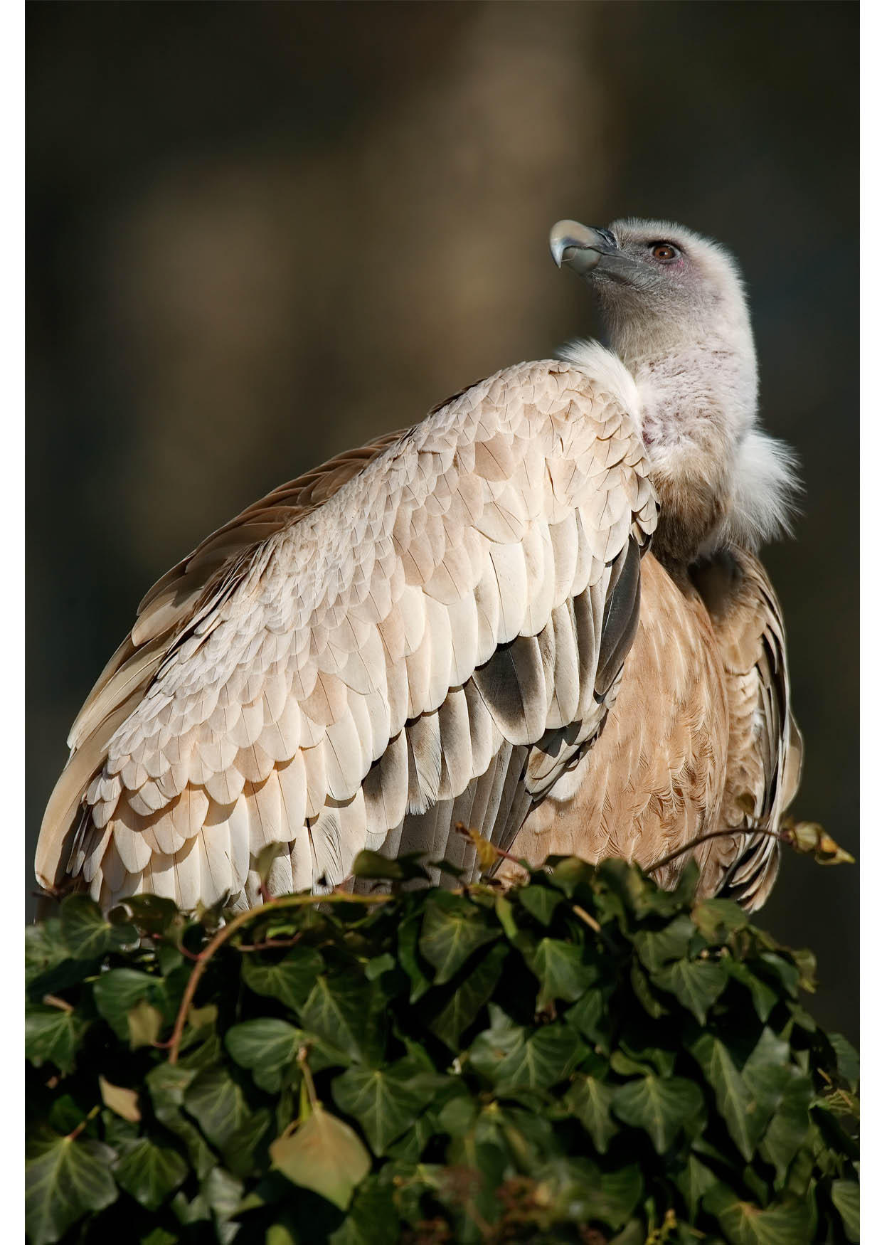 vautour Photo vautour