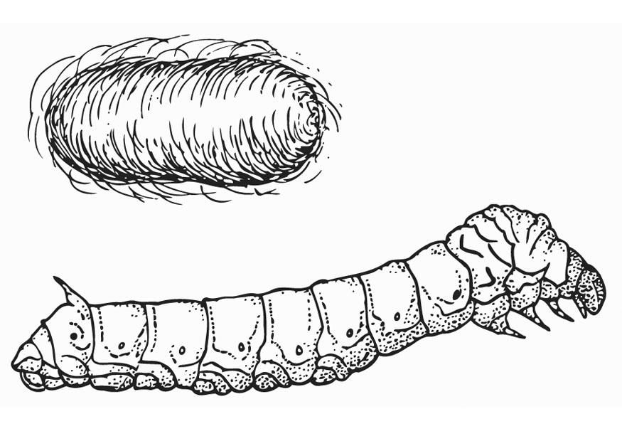 ver A soie avec cocon Coloriage ver A soie avec cocon