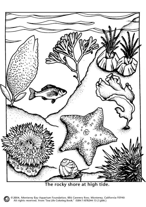 vie sous-marine Coloriage vie sous-marine