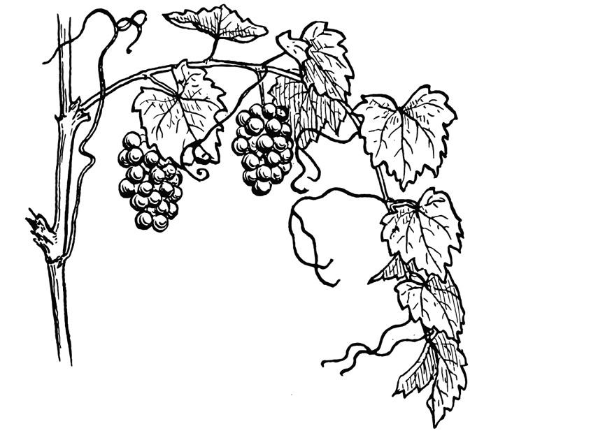 vigne Coloriage vigne