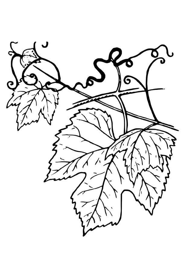vrille Coloriage vrille