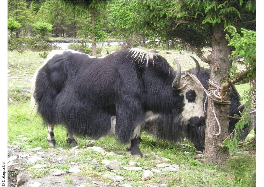 yak Photo yak