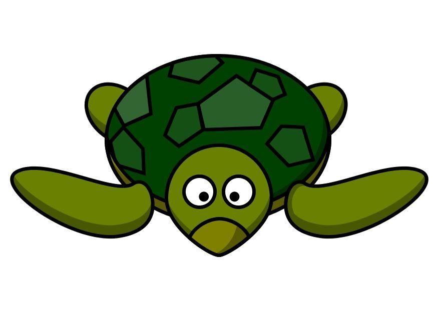 z1-la tortue Image z1-la tortue