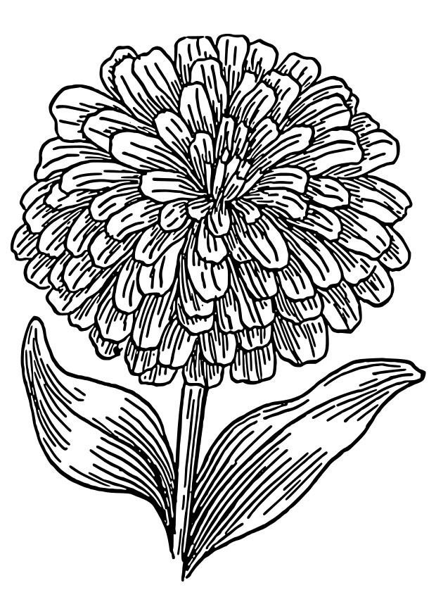 zinnia Coloriage zinnia