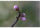 Photos 2. boutons de fleurs - début du printemps