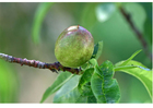 Photo 5. mÃ»rissage du fruit - fin du printemps