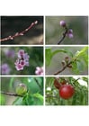 Photos 7. Vue générale du développement de la nectarine