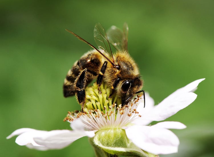 Photo abeille butinant