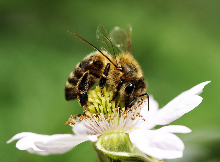 Photo Abeille Butinant Photos Gratuites A Imprimer Photo Abeille Butinant Photos Gratuites A Imprimer
