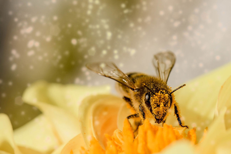 Photo abeille butinant