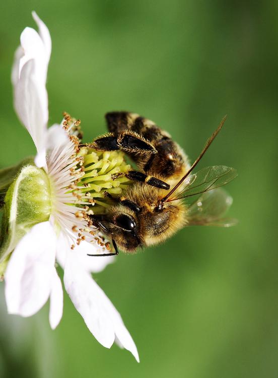 abeille butinant