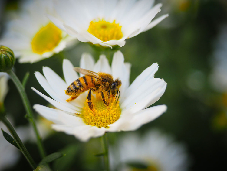 Photo abeille butinant une fleur