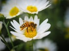 Photos abeille butinant une fleur