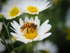 abeille butinant une fleur