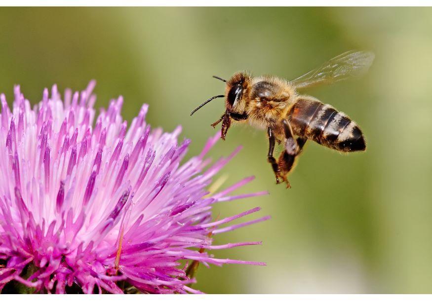 Photo abeille butineuse