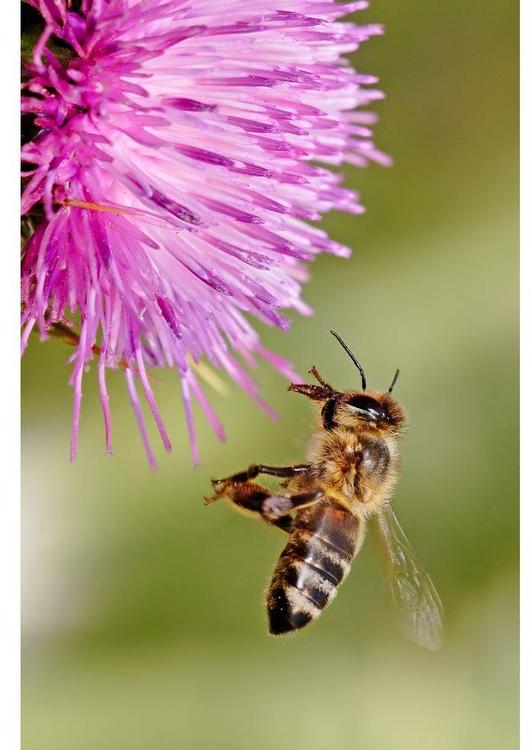 abeille butineuse