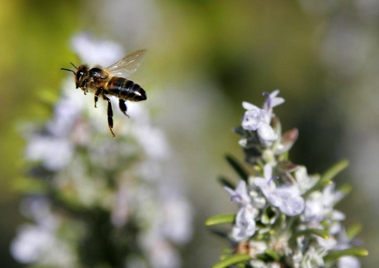 Photo abeille en plein vol