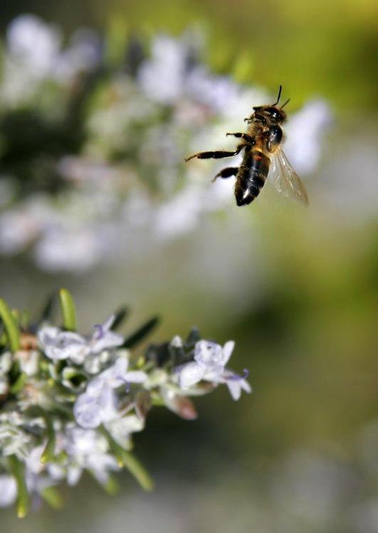 abeille en plein vol