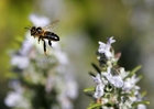 abeille en plein vol