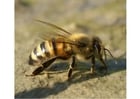 Photo abeille