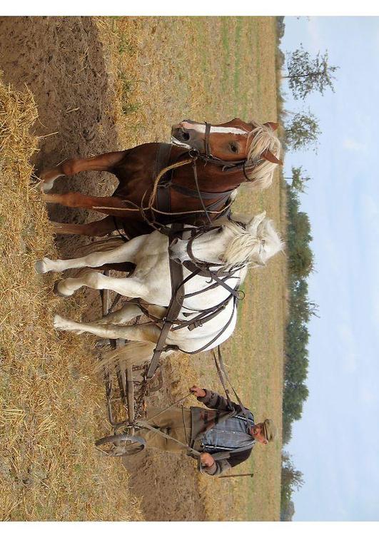 agriculteur labourant un champ