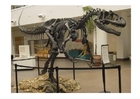 allosaurus