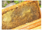 Photos alvéole avec du miel
