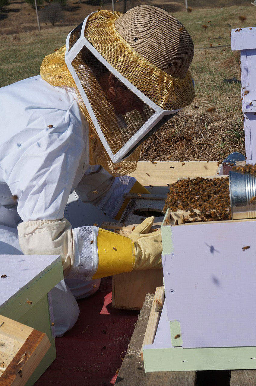 Photo apiculteur