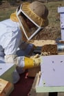 Photos apiculteur