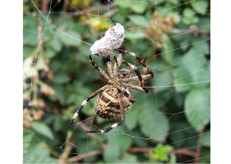 Photo araignÃ©e avec sa proie