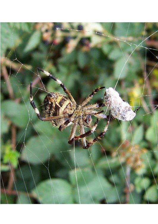 araignÃ©e avec sa proie
