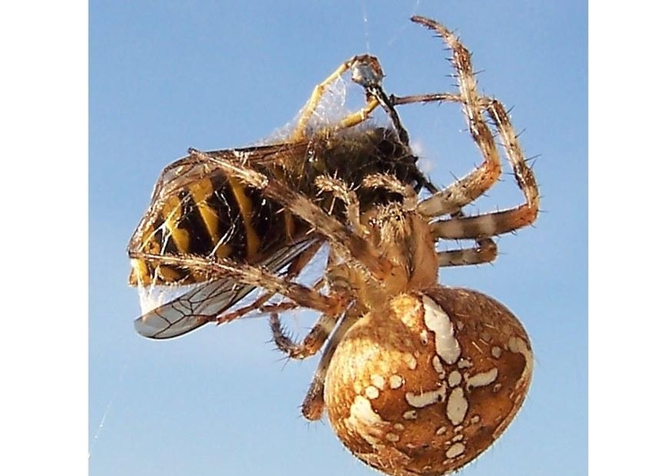 Photo araignÃ©e ayant attrapÃ© une guÃªpe