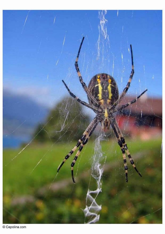 Photo araignÃ©e dans la toile