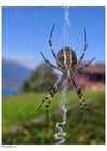 Photo araignÃ©e dans la toile