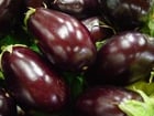 aubergine