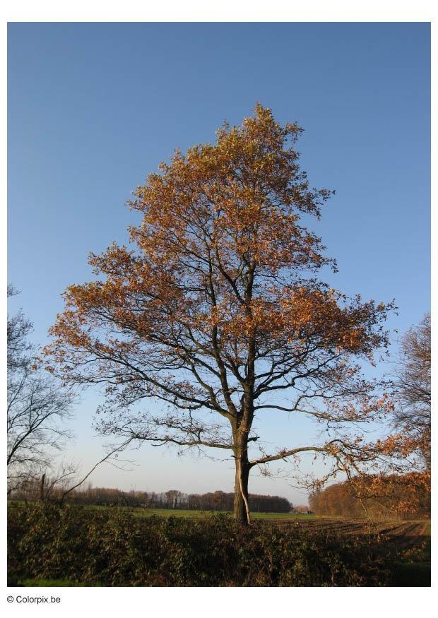 Photo automne - arbres