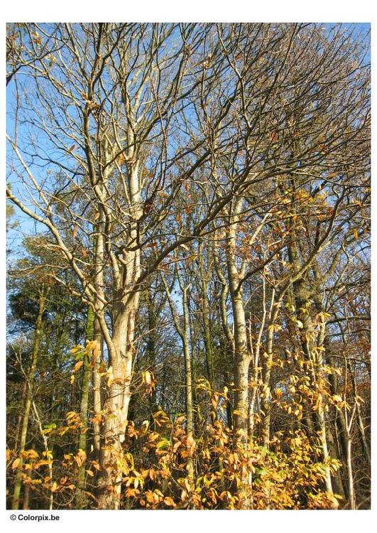 automne - arbres