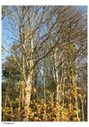 Photo automne - arbres