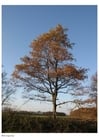 Photos automne - arbres