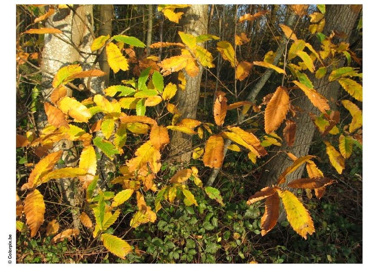 Photo automne dans un bois