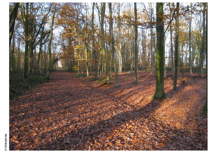 Photo automne dans un bois