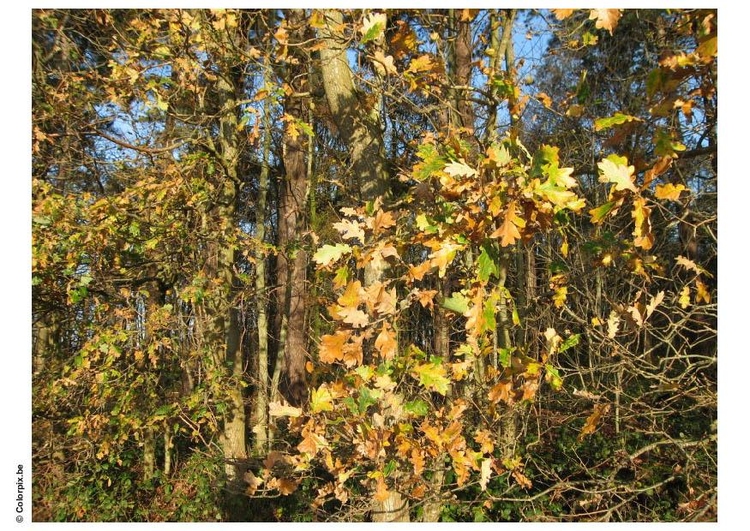 Photo automne dans un bois