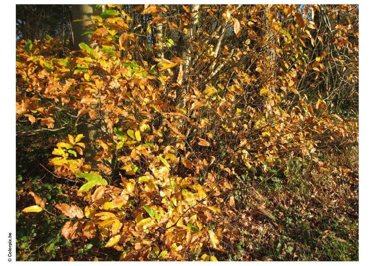 Photo automne dans un bois