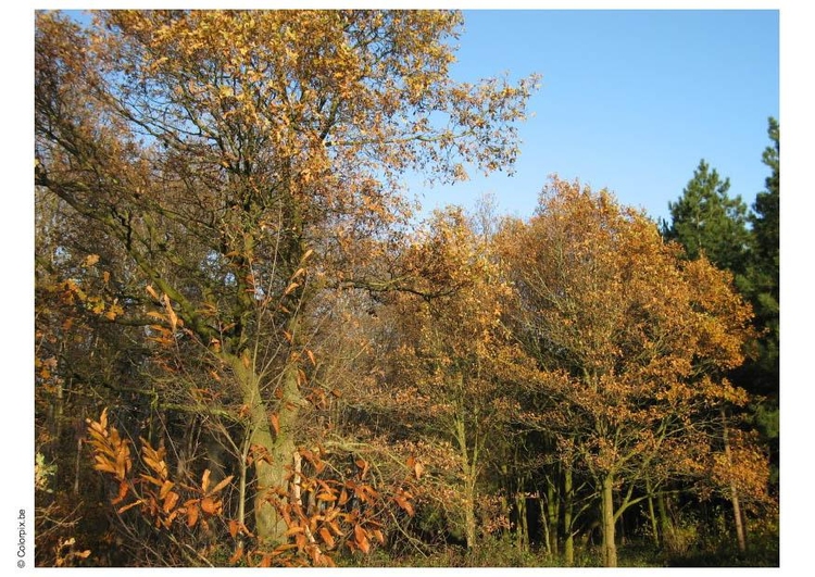 Photo automne dans un bois