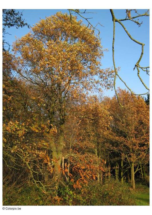 automne dans un bois