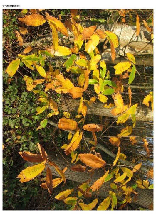 automne dans un bois